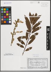 Foto von Salix triandra L.